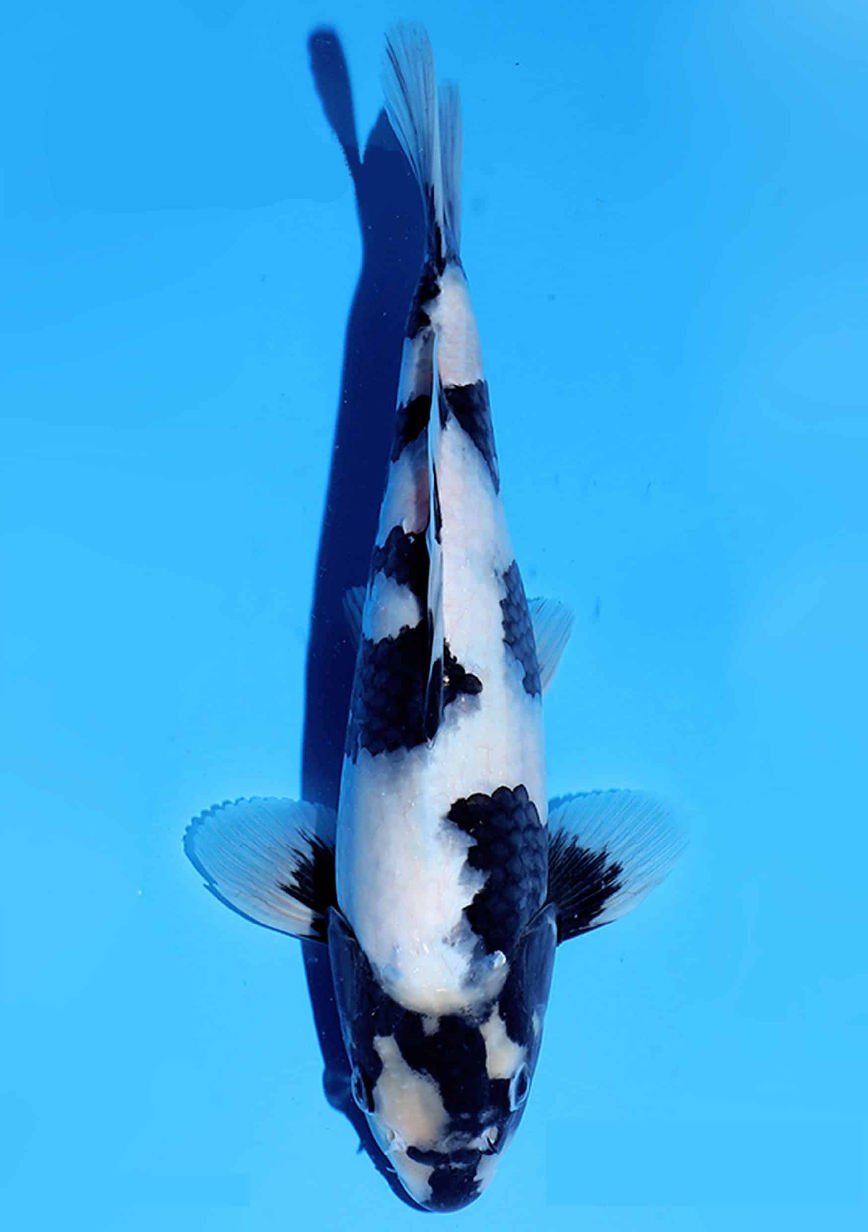 Shiro Utsuri - 30 cm