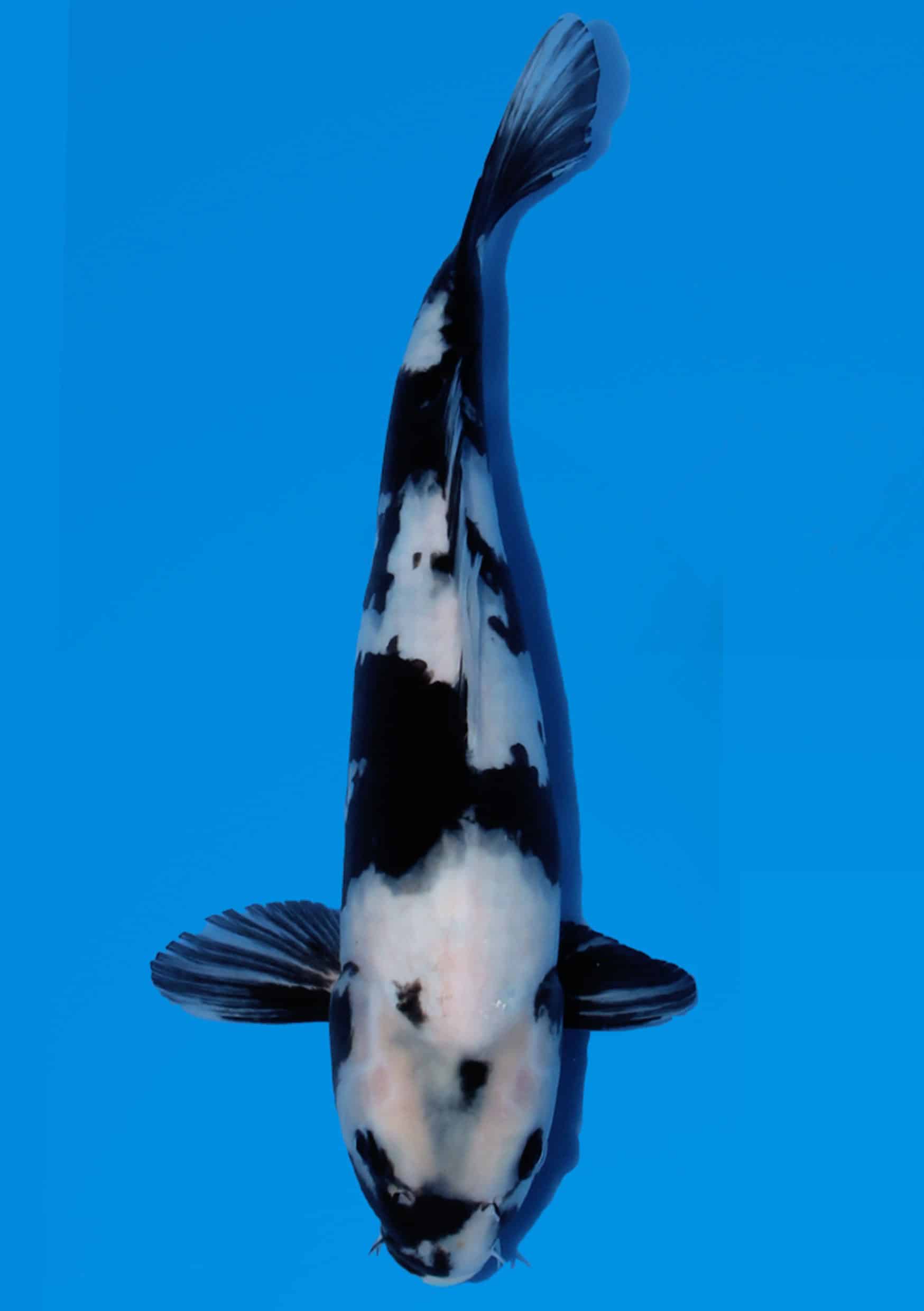 Shiro Utsuri - 35 cm