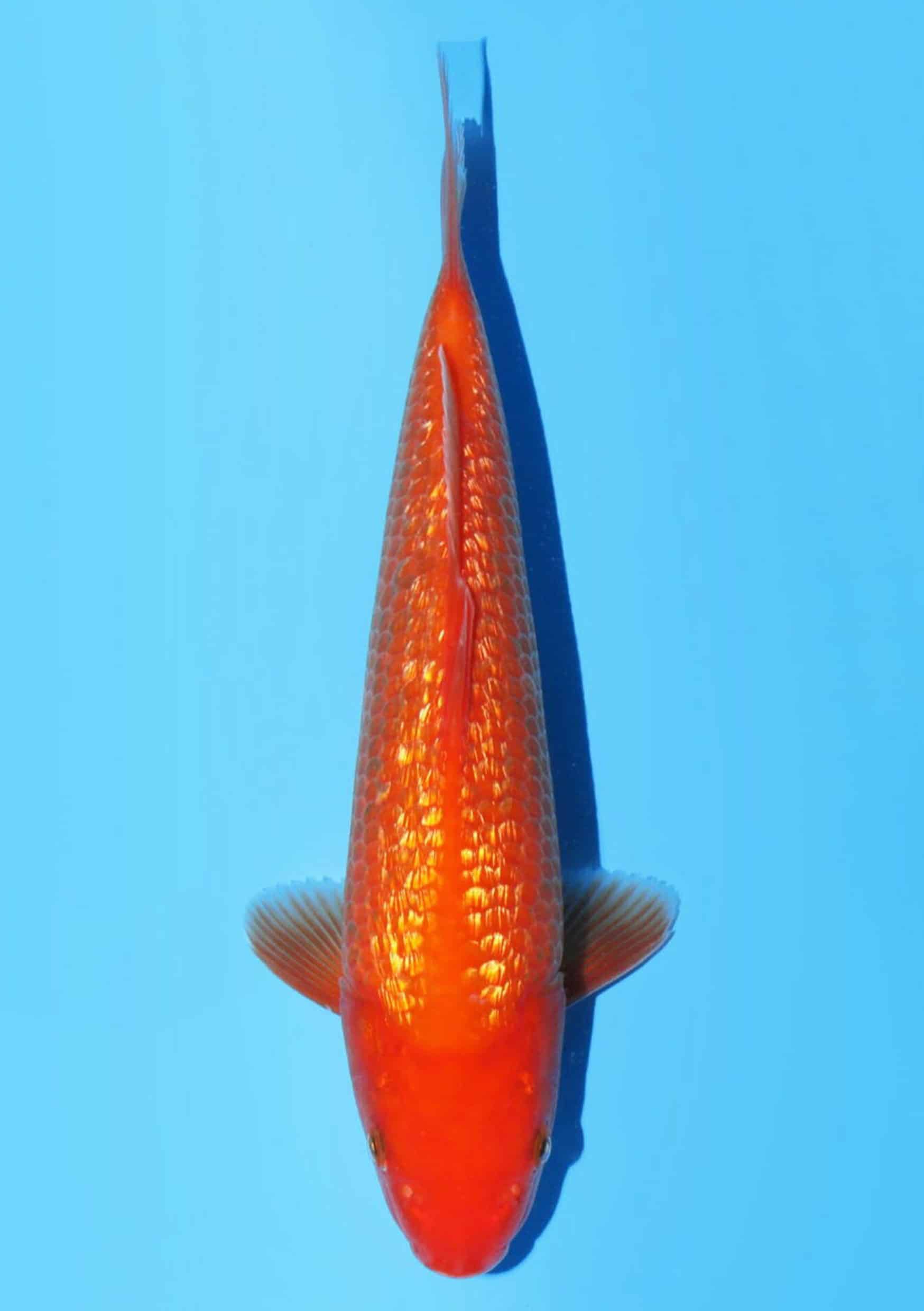 Ginrin Benigoi - 30 cm