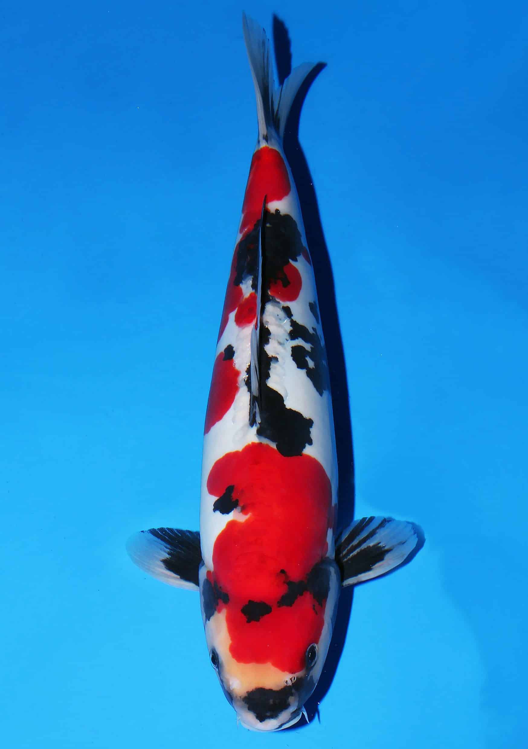 Doitsu Showa - 42 cm