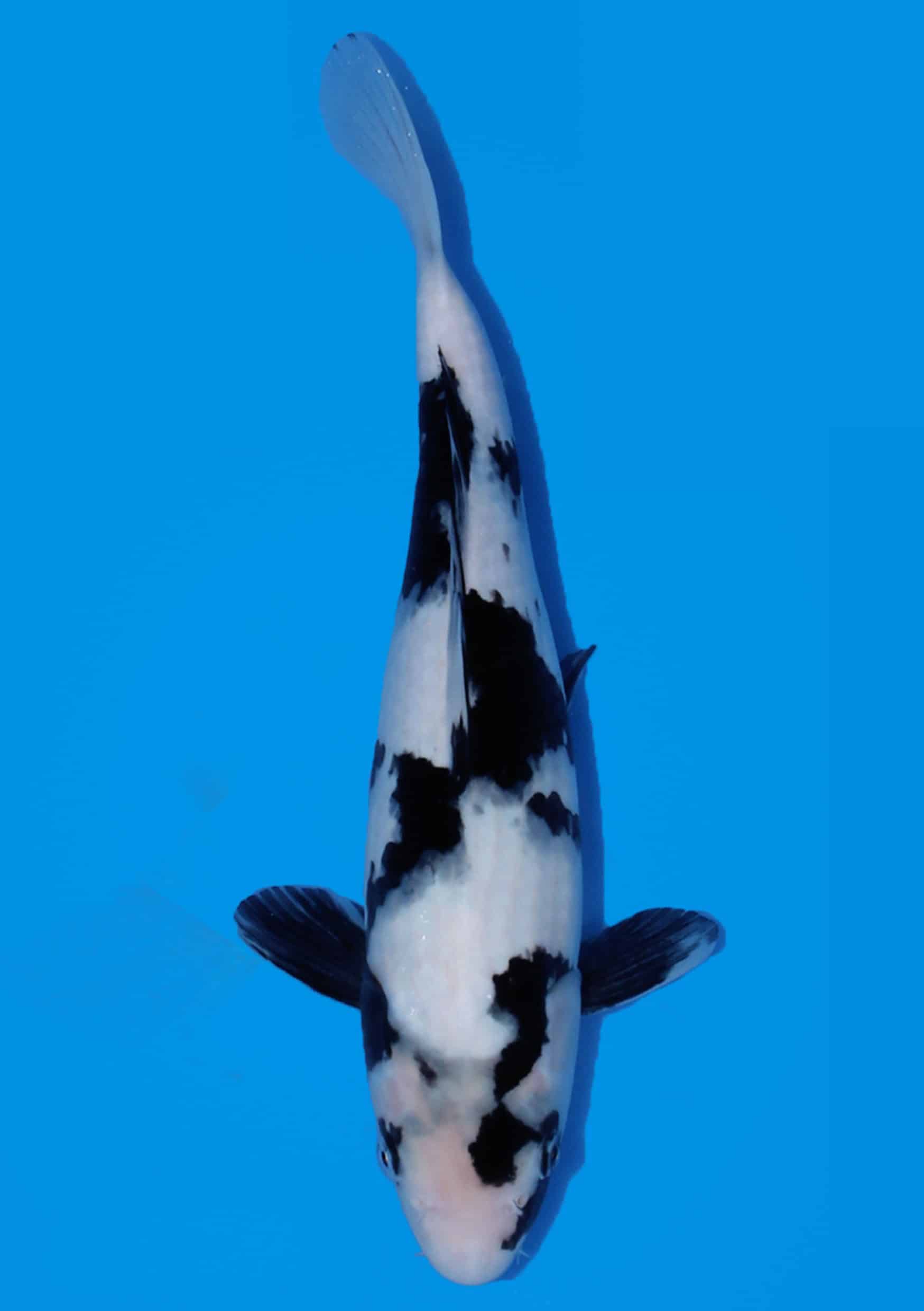 Shiro Utsuri - 35 cm